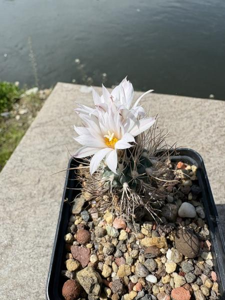 Turbinicarpus heliae